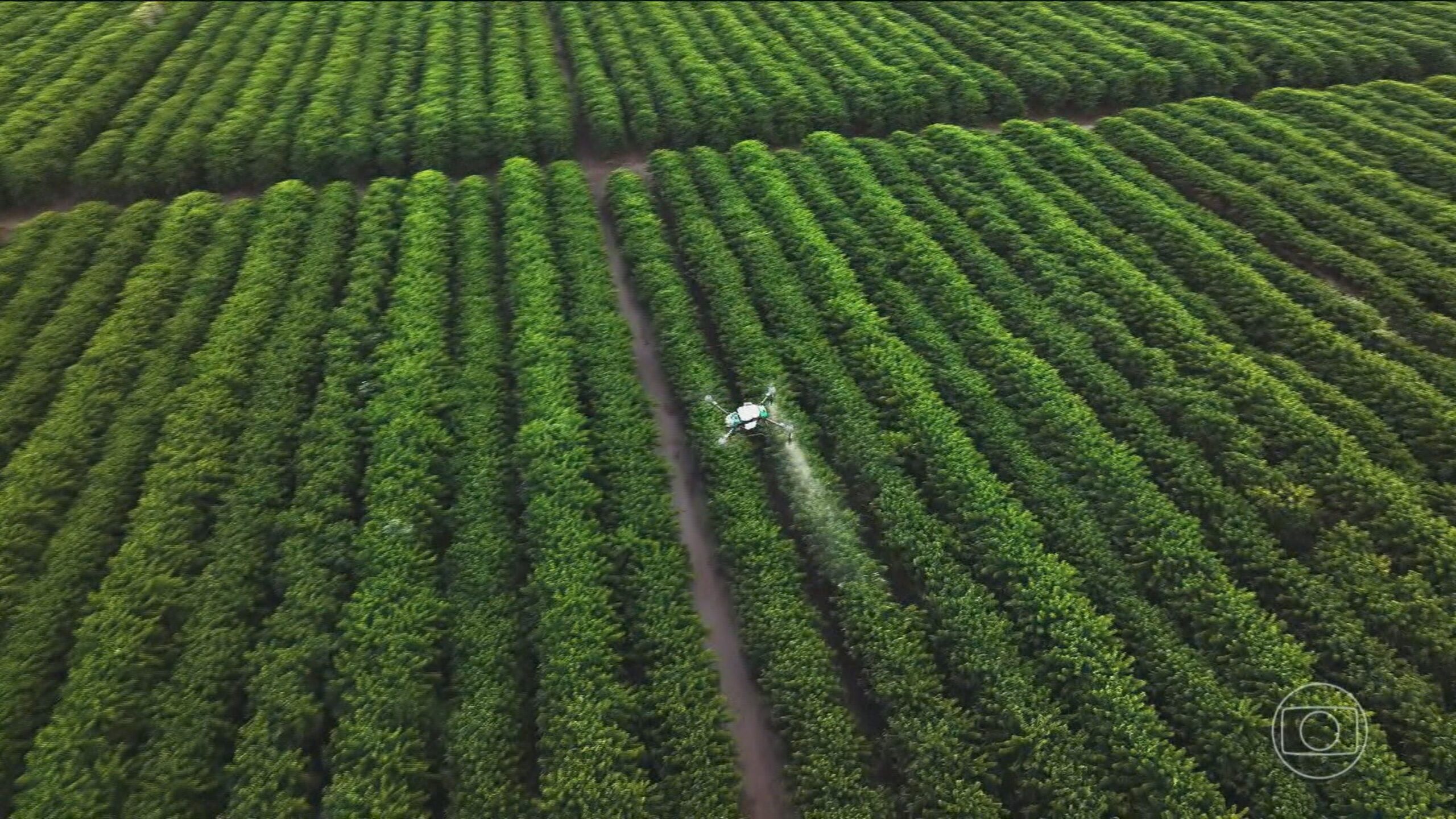 Diante das mudanças climáticas, pesquisa genética e tecnologia revolucionam plantio do café no Brasil