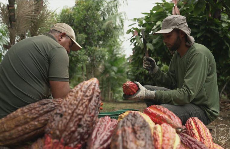 Veja como as agroflorestas se tornaram um modelo eficiente na produção de cacau