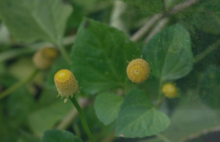 'Tremidão': planta amazônica que promete prolongar o prazer chama atenção pelo efeito peculiar e vira negócio lucrativo