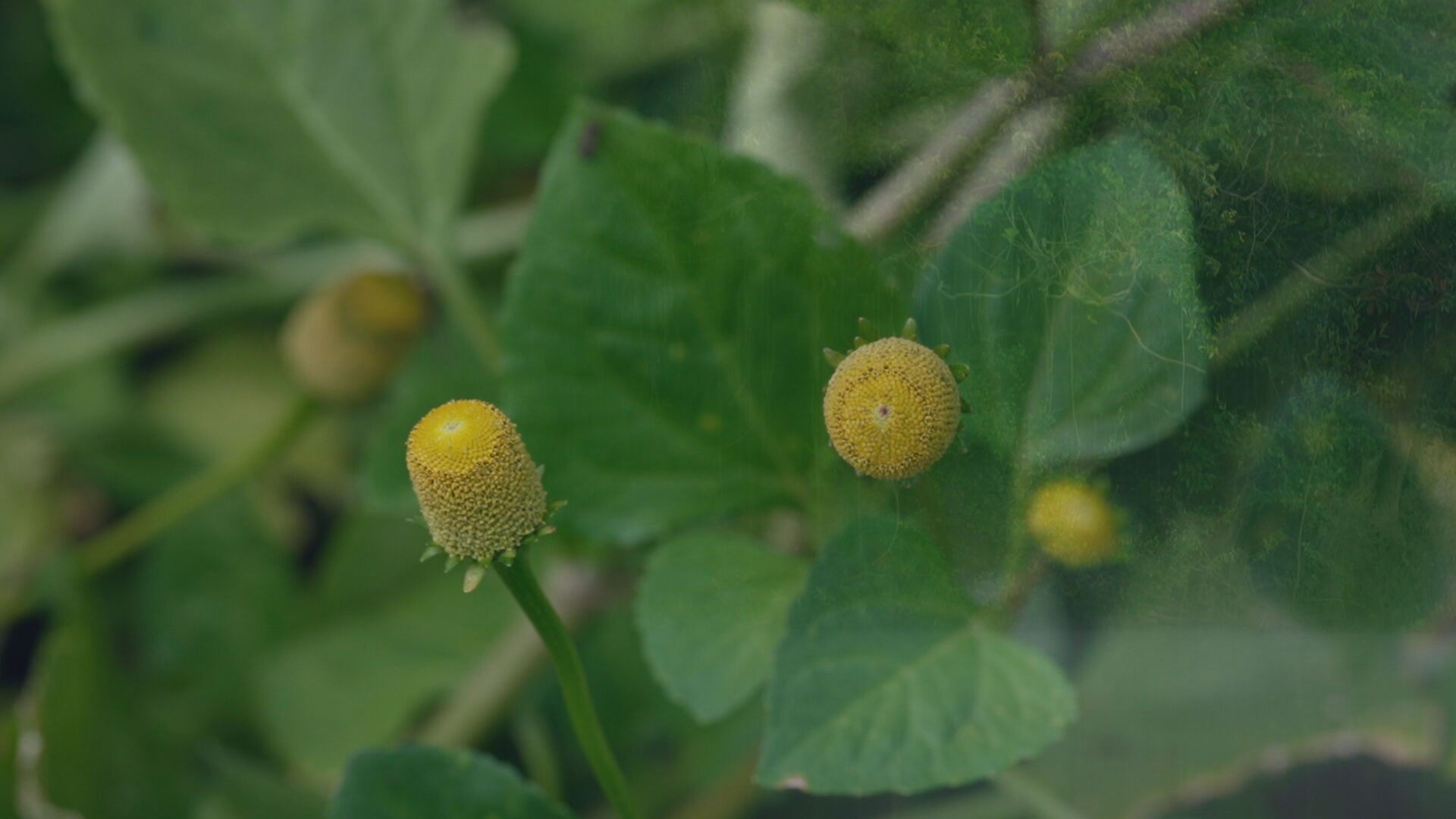 'Tremidão': planta amazônica que promete prolongar o prazer chama atenção pelo efeito peculiar e vira negócio lucrativo