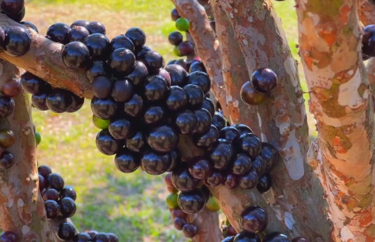 Fazenda tem mais de mil jabuticabeiras em produção