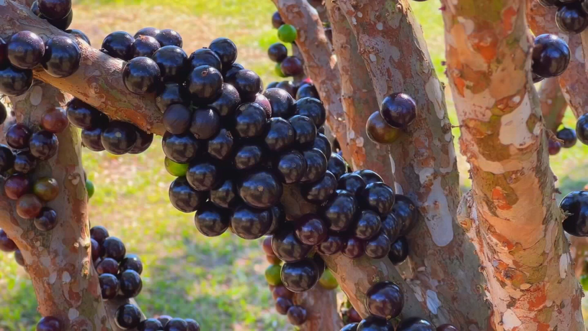Fazenda tem mais de mil jabuticabeiras em produção