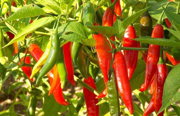 Veja dicas de como cultivar pimentas e fazer conservas