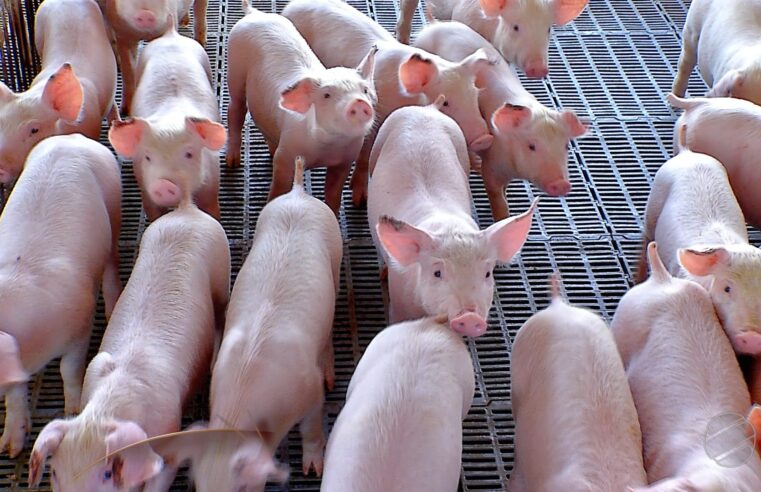 Frango e porco: USP indica retomada de competitividade da carne suína após gripe aviária