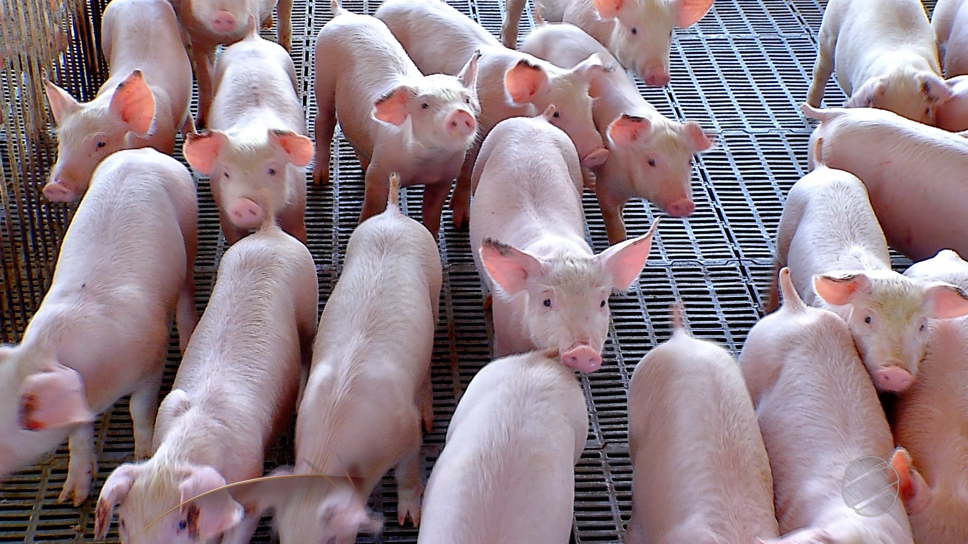 Frango e porco: USP indica retomada de competitividade da carne suína após gripe aviária