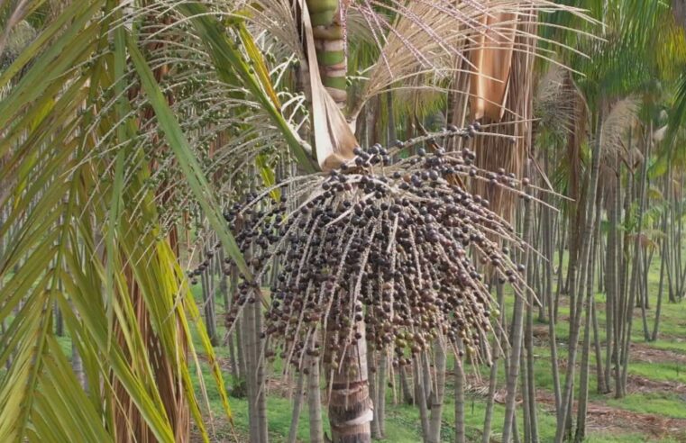 Produtores de São Paulo investem no cultivo de açaí