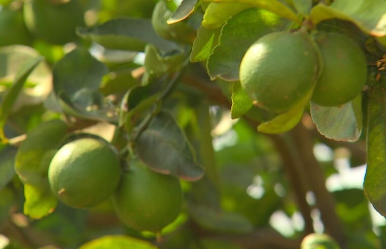 Queda de produtividade preocupa produtores de limão