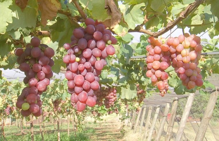 Safra de uva está no final na região de Jales