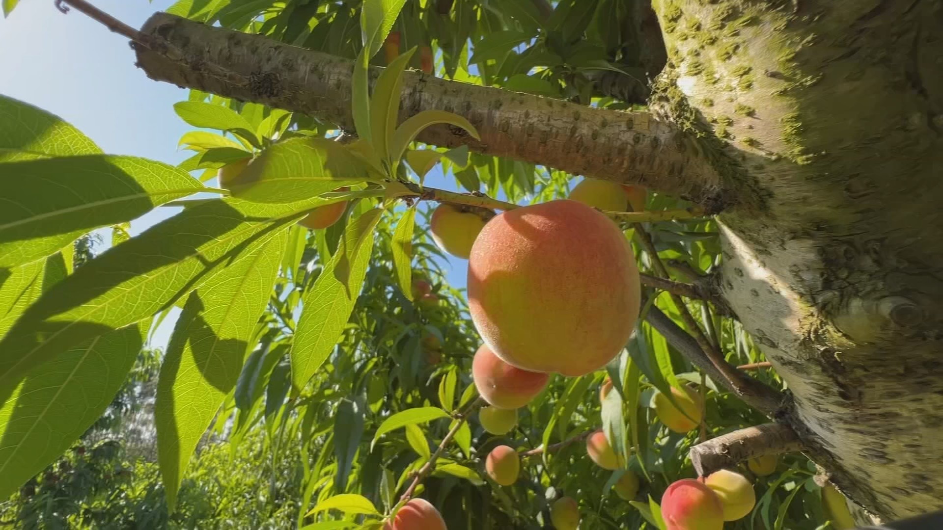 Clima atrapalha e afeta tamanho do pêssego em Jarinu