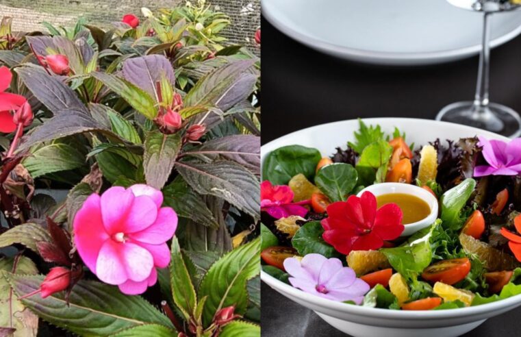 queridinhas na cozinha, produtora foca em variedades