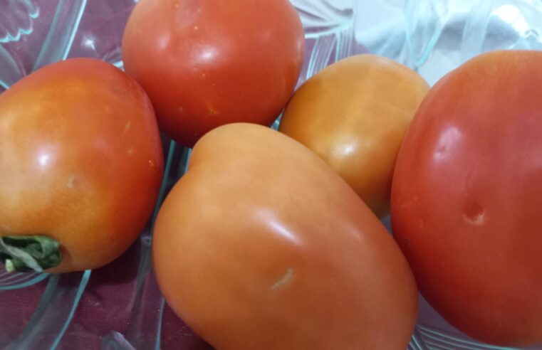 Tomate 'salgado': preços mais que dobram com fim da safra de inverno e desaceleração da colheita, aponta estudo da USP