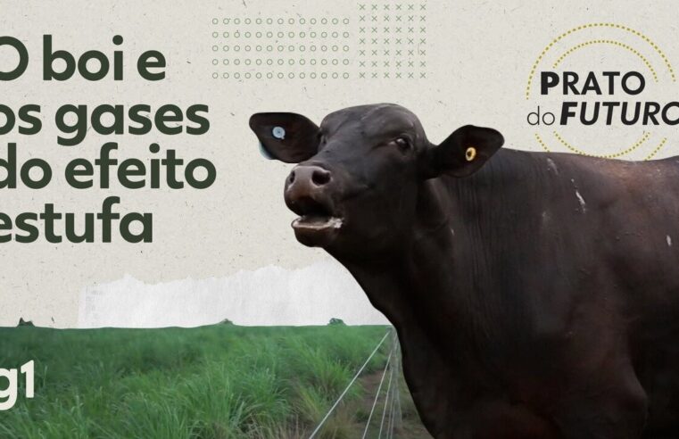 Menos arroto de boi: conheça sistema desenvolvido na Amazônia que reduz emissão de metano