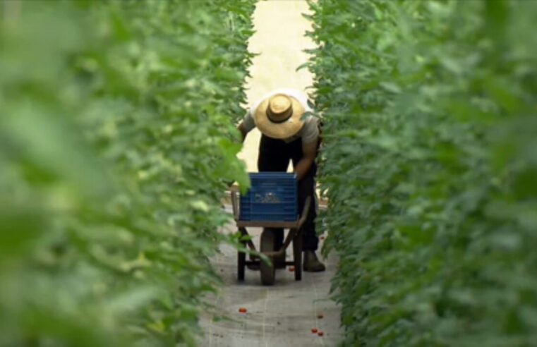 Maior produtor de soja do país, Mato Grosso enfrenta falta de frutas, verduras e legumes