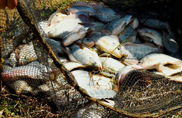 Após pressão do agro, governo suspende temporariamente lista que considerava tilápia espécie invasora