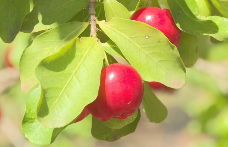 Acerola está em época de colheita