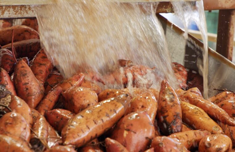 Estiagem derruba produção de batata-doce no Oeste Paulista