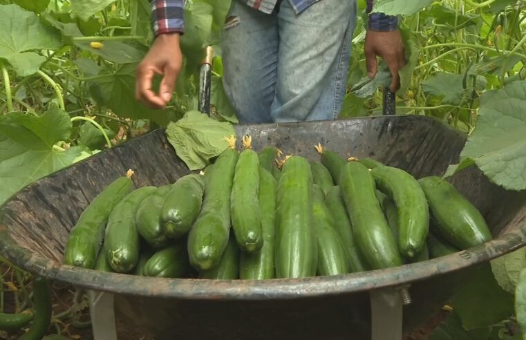 Cultivo de pepino ajuda na renda da pequena propriedade rural