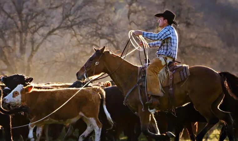 A fúria de pecuaristas americanos com plano de Trump de comprar carne