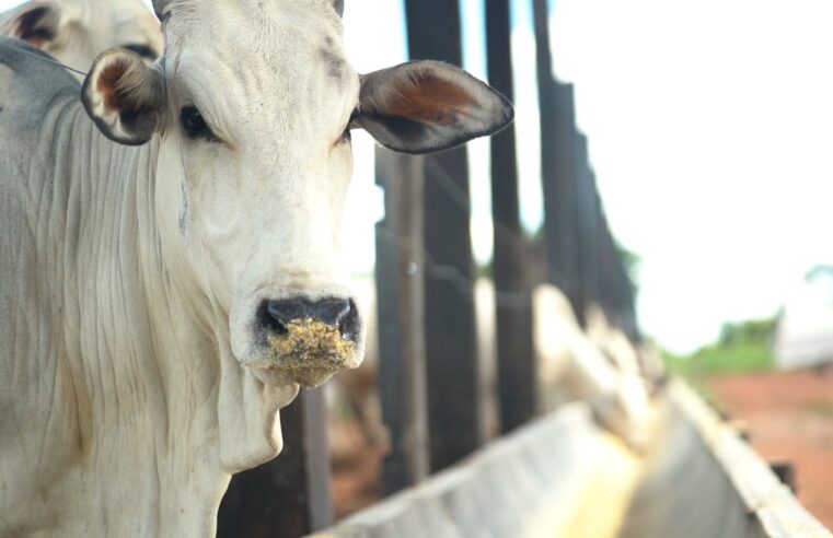 Embrapa lança selo para certificar carne bovina sustentável