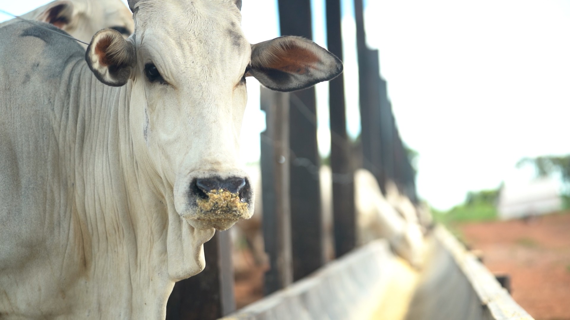 Embrapa lança selo para certificar carne bovina sustentável