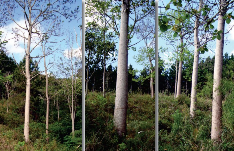 Como plantar o kiri japonês, árvore conhecida por crescer rápido e pela madeira muito valorizada