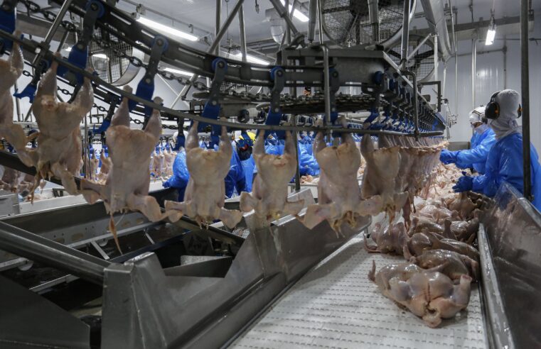 Exportadores de frango projetam fechar o ano em alta após retomada de vendas para China