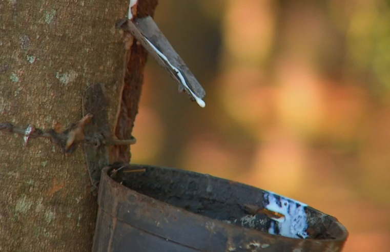 Começa a sangria nos seringais de SP