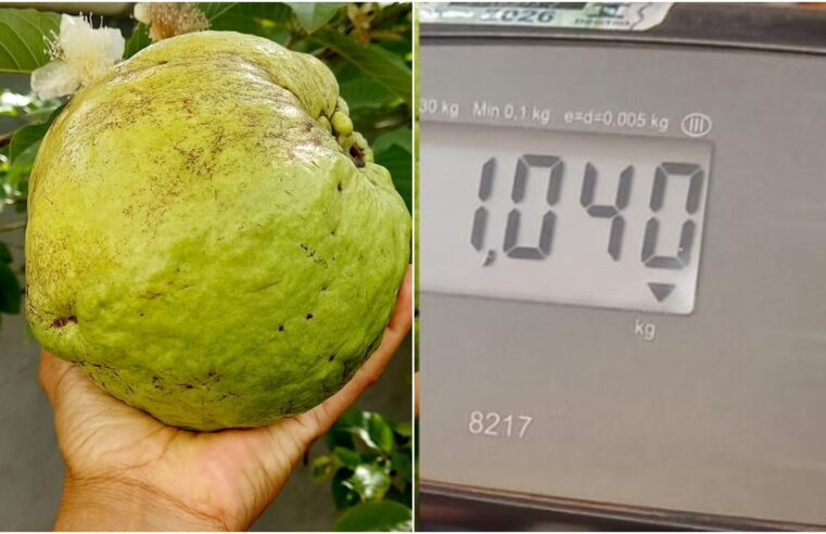 Supergoiabeira produz goiabas de até 1kg em Goiás