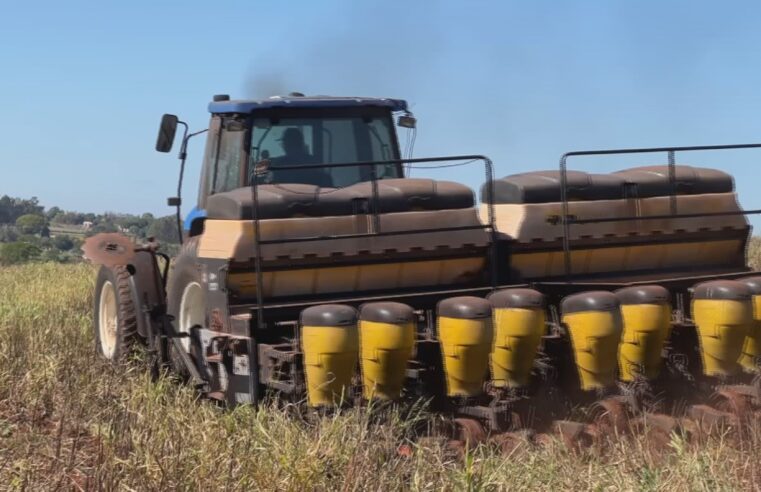 Plantio do milho segunda safra avança com chegada de chuvas
