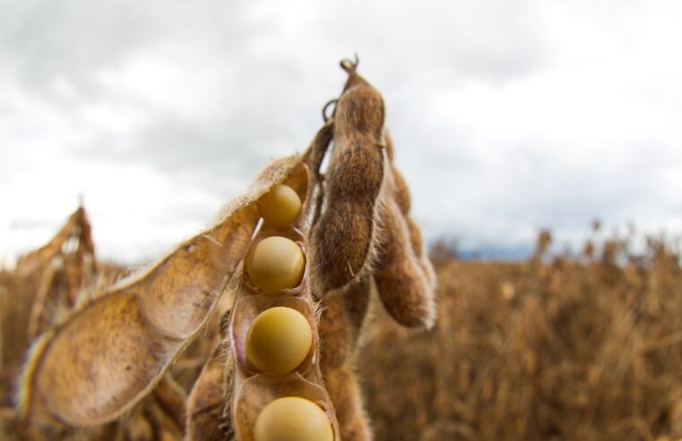 Inadimplência no agro bate recorde e chega a 8,1%