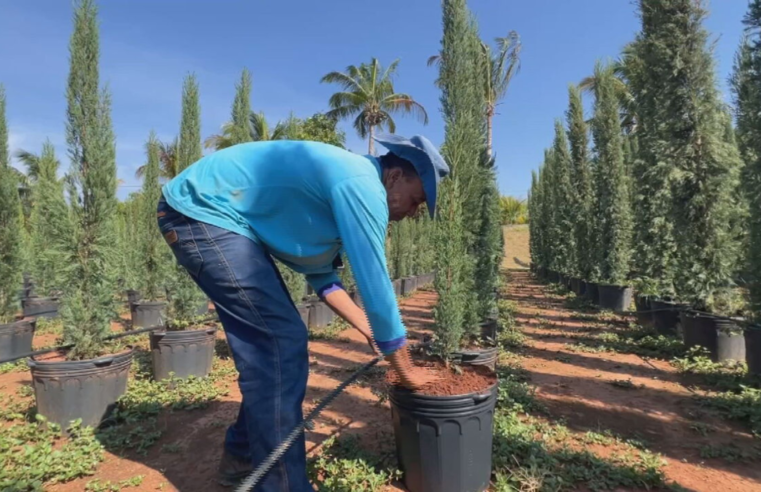 Mercado de tuias e ciprestes aquece no final do ano