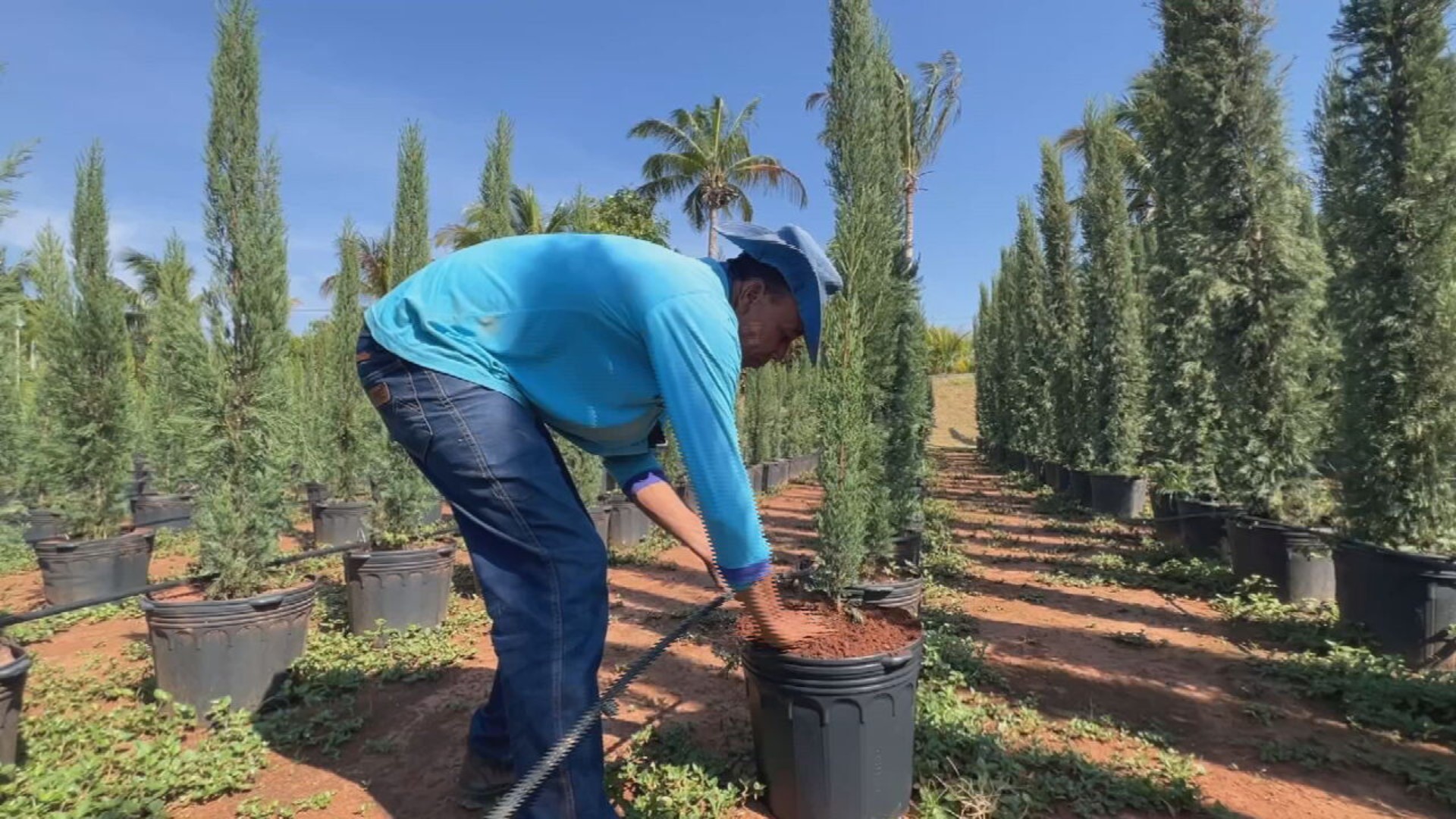 Mercado de tuias e ciprestes aquece no final do ano