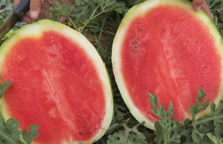 Produtores colhem safra de melancia em SP