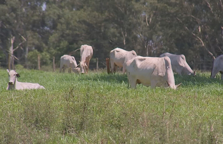 Reforma de pastagem ajuda a aumentar os ganhos com o rebanho