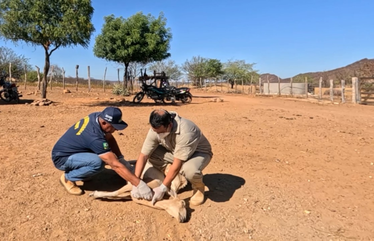 Falha no processo de inativação de vacina é causa provável de morte de mais de 600 animais, confirma laboratório