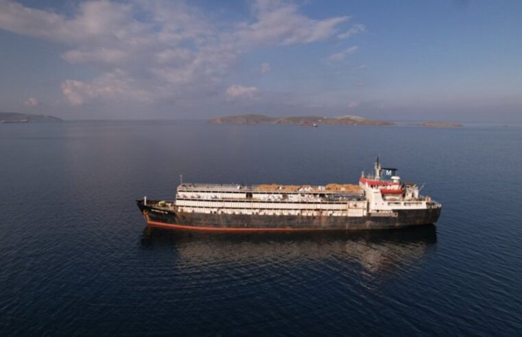 Navio com vacas uruguaias à beira da morte desembarca na Líbia, e ONG pede investigação sobre saúde dos animais