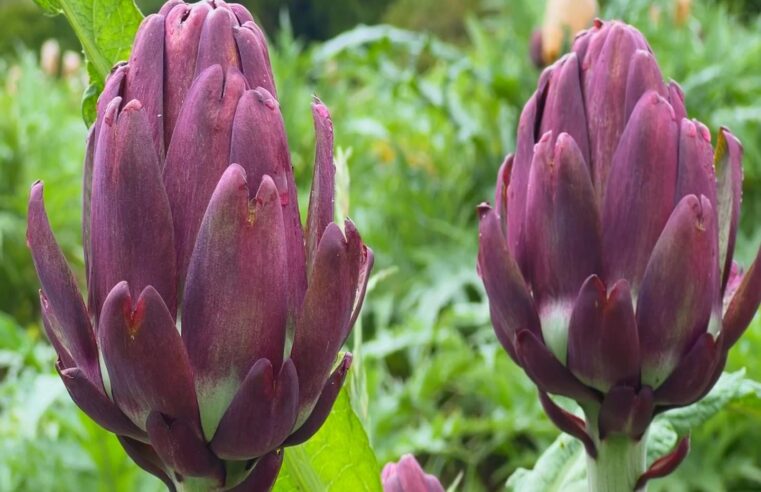 Produtores de alcachofra aproveitam a safra para lucrar com turismo