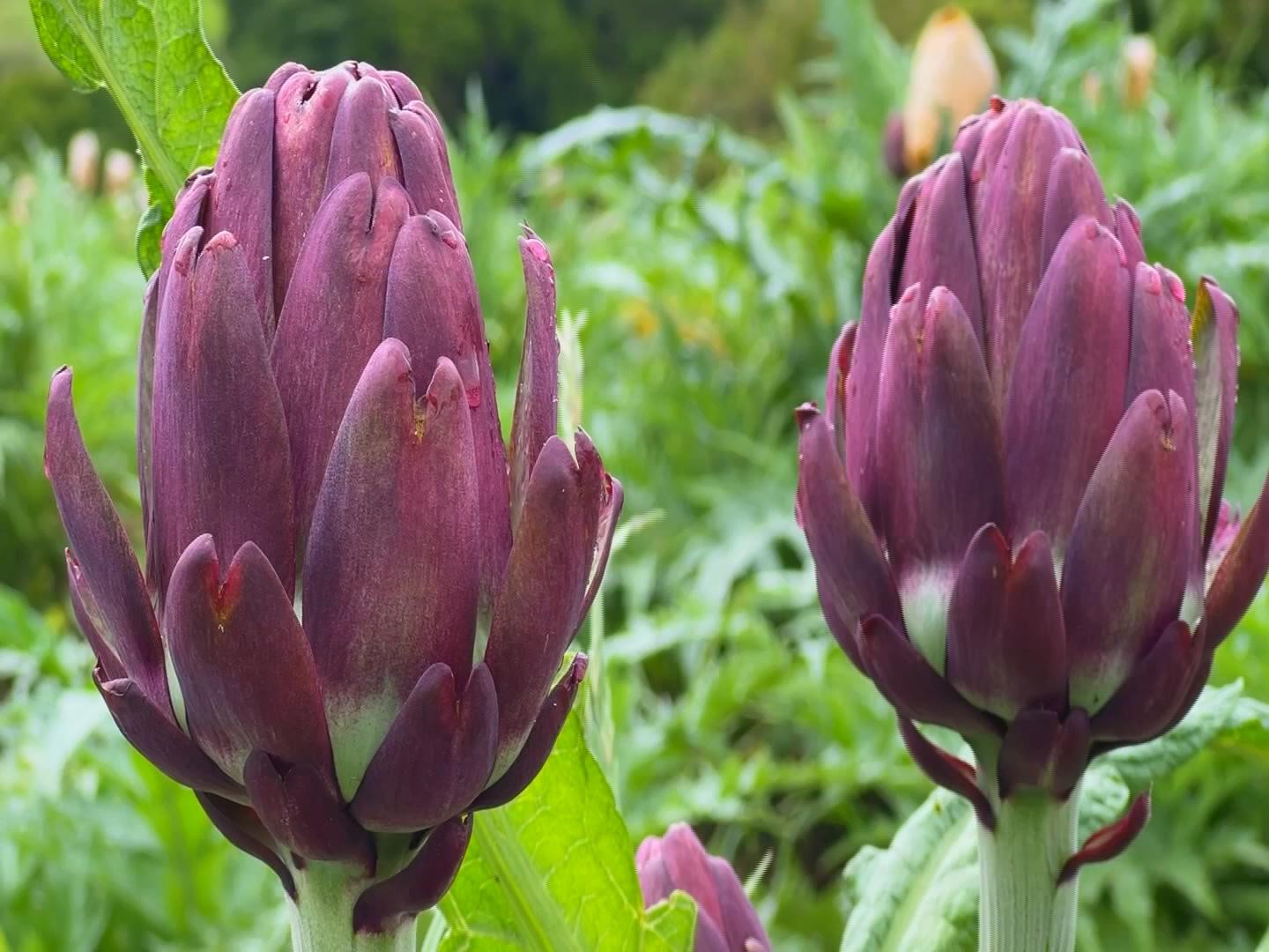 Produtores de alcachofra aproveitam a safra para lucrar com turismo