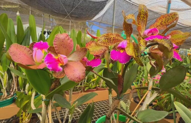 Busca por orquídeas especiais não tem pausa