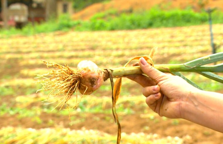 Alho produzido no ES ganha versão livre de doenças e com dente maior
