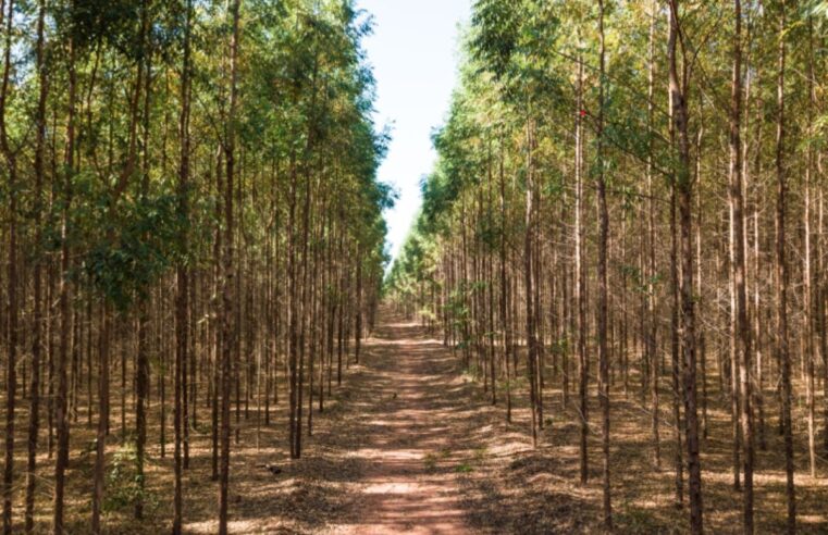 Exportações industriais de MS crescem e alcançam maior nível já registrado em 2025