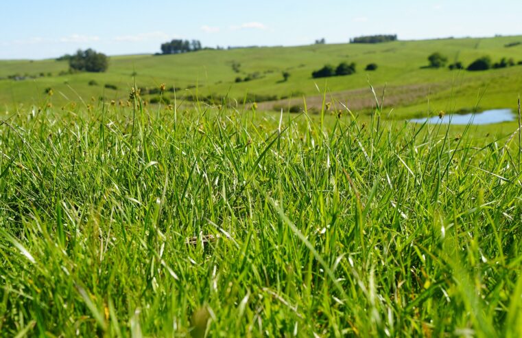 Pecuária que preserva, cacau que refloresta: como o dinheiro do clima chega ao campo