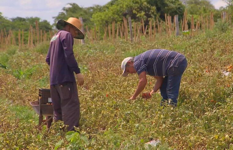 Falta de mão-de-obra no campo preocupa produtores rurais