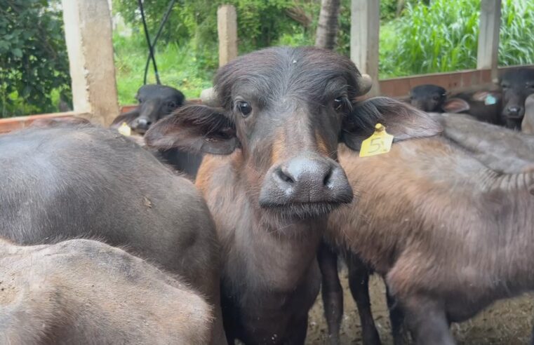 Criadores de búfalos recebem assistência para aumentar produtividade do rebanho