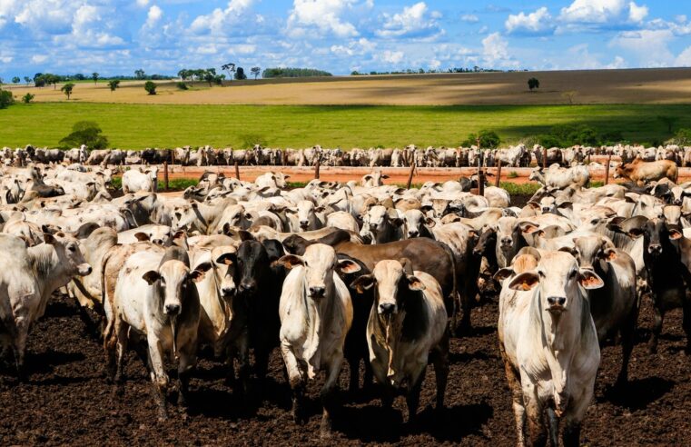 tarifaço mostrou que Brasil não dependia dos EUA