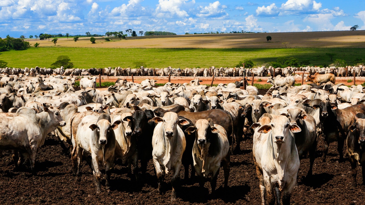 tarifaço mostrou que Brasil não dependia dos EUA