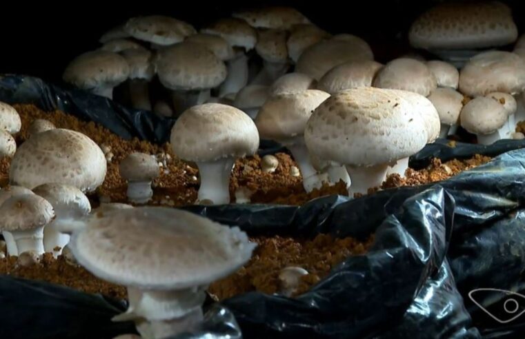 Produção de cogumelos cresce em regiões mais frias de montanhas e impulsiona agricultura familiar no ES