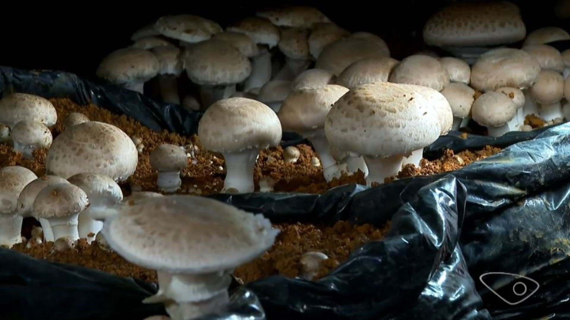 Produção de cogumelos cresce em regiões mais frias de montanhas e impulsiona agricultura familiar no ES