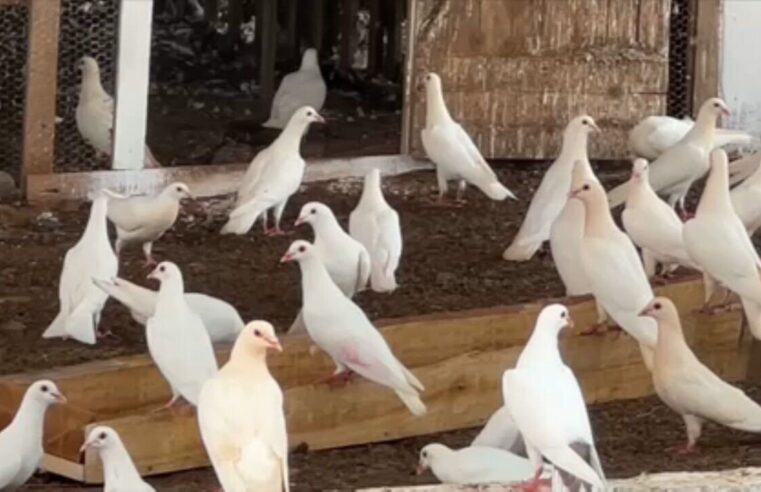 Criação de pombo-correio vira negócio lucrativo: preço das aves supera custo em mais de 100%