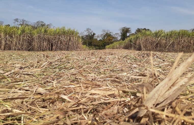 Estresse hídrico: entenda como clima afeta safra de cana em 2025 e ameaça produtividade no interior de São Paulo